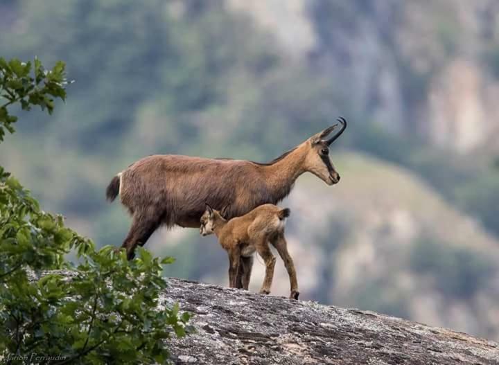 Lamour Ancelle Dış mekan fotoğraf